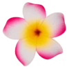 Single Plumeria Clip: Pink