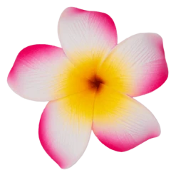 Single Plumeria Clip: Pink
