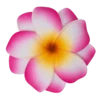 Medium Double Plumeria Clip: Pink