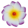 Medium Double Plumeria Clip: Purple