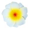 Medium Double Plumeria Clip: White