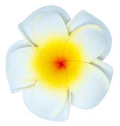 Large Double Plumeria Clip: White