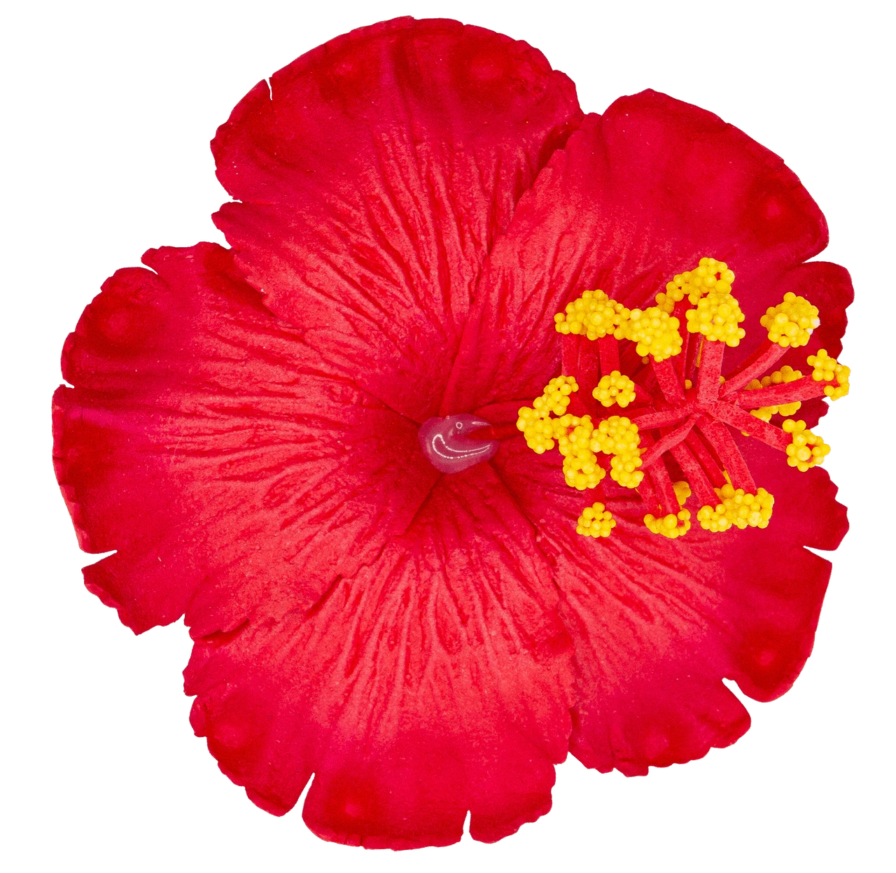 Hibiscus Hair Clip: Red