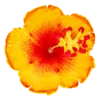 Hibiscus Hair Clip: Yellow
