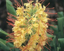 Kahili Ginger Plant - Shoots